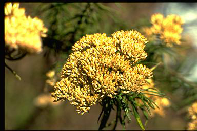 APII jpeg image of Cassinia aculeata  © contact APII