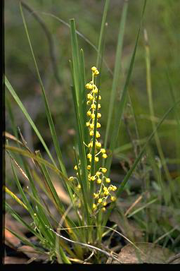 APII jpeg image of Lomandra filiformis subsp. coriacea  © contact APII