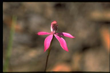 APII jpeg image of Caladenia congesta  © contact APII