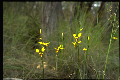 APII jpeg image of Diuris sulphurea  © contact APII