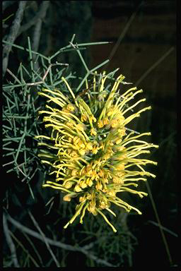 APII jpeg image of Hakea divaricata  © contact APII