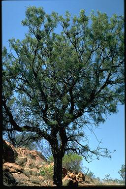 APII jpeg image of Hakea divaricata  © contact APII