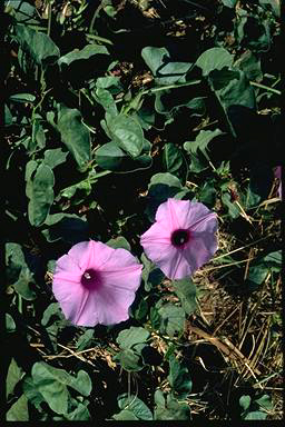 APII jpeg image of Ipomoea muelleri  © contact APII