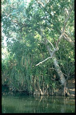 APII jpeg image of Pandanus aquaticus  © contact APII