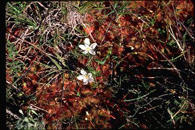 APII jpeg image of Drosera whittakeri  © contact APII