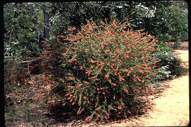 APII jpeg image of Callistemon megalongensis  © contact APII