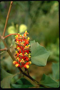 APII jpeg image of Grevillea wickhamii  © contact APII