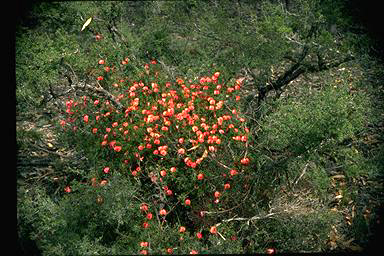 APII jpeg image of Gompholobium polymorphum  © contact APII