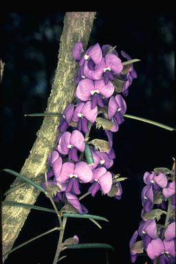 APII jpeg image of Hovea trisperma  © contact APII