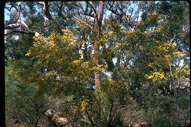 APII jpeg image of Pultenaea flexilis  © contact APII