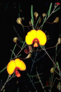 APII jpeg image of Euchilopsis linearis  © contact APII