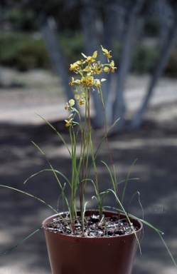 APII jpeg image of Diuris maculata  © contact APII