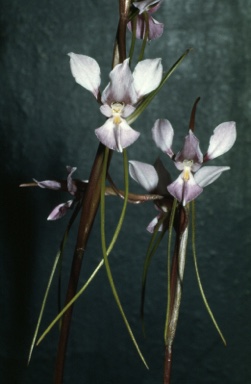 APII jpeg image of Diuris punctata var. punctata  © contact APII