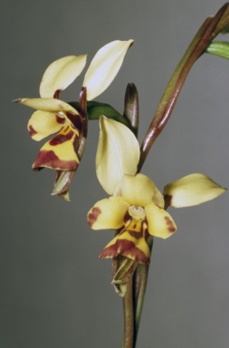 APII jpeg image of Diuris picta  © contact APII