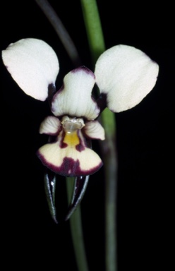 APII jpeg image of Diuris laxiflora  © contact APII