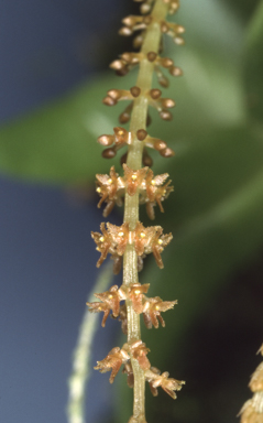 APII jpeg image of Oberonia carnosa  © contact APII