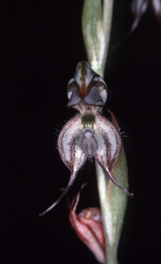 APII jpeg image of Pterostylis biseta  © contact APII