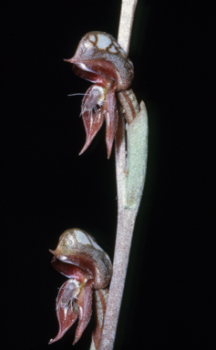 APII jpeg image of Pterostylis squamata  © contact APII