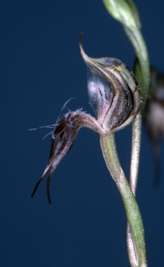 APII jpeg image of Pterostylis setifera  © contact APII
