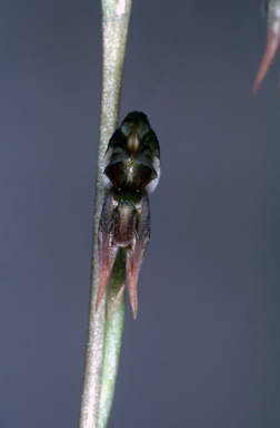 APII jpeg image of Pterostylis pusilla  © contact APII