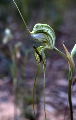 APII jpeg image of Pterostylis woollsii  © contact APII