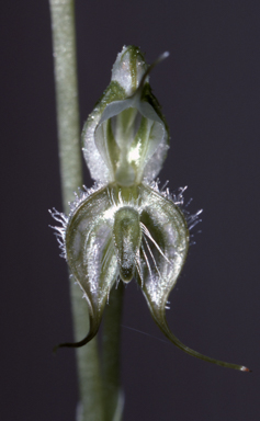 APII jpeg image of Pterostylis ciliata  © contact APII
