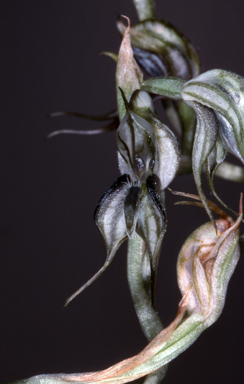 APII jpeg image of Pterostylis insectifera  © contact APII