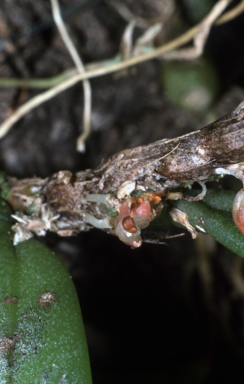 APII jpeg image of Bulbophyllum schillerianum  © contact APII