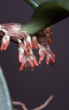 APII jpeg image of Bulbophyllum shepherdii  © contact APII