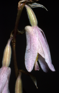 APII jpeg image of Pachystoma pubescens  © contact APII