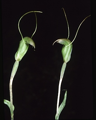 APII jpeg image of Pterostylis pyramidalis  © contact APII