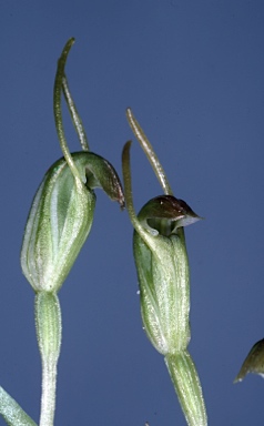 APII jpeg image of Pterostylis solomonii  © contact APII