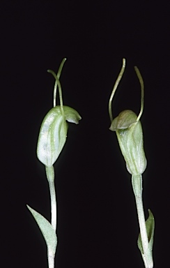 APII jpeg image of Pterostylis elegans  © contact APII