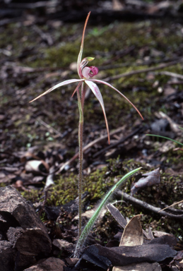APII jpeg image of Caladenia incarnata  © contact APII