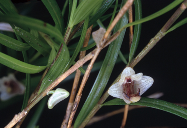 APII jpeg image of Dendrobium malbrownii  © contact APII