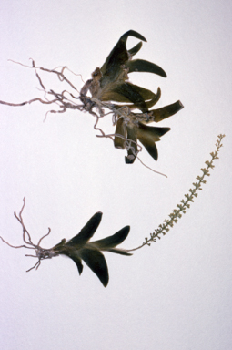 APII jpeg image of Oberonia carnosa  © contact APII