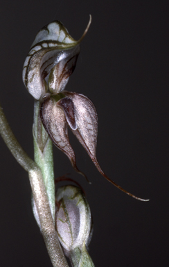 APII jpeg image of Pterostylis cobarensis  © contact APII