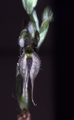 APII jpeg image of Pterostylis cobarensis  © contact APII