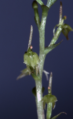 APII jpeg image of Stigmatodactylus sublestus  © contact APII