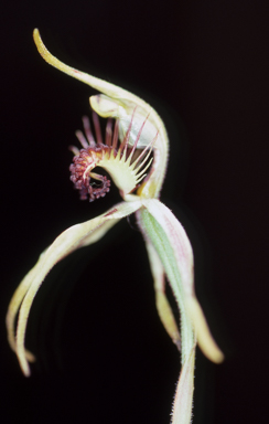 APII jpeg image of Caladenia corynephora  © contact APII