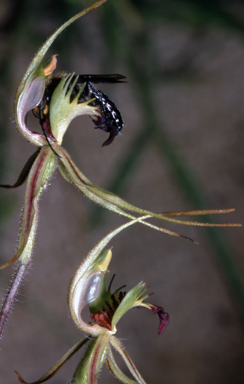 APII jpeg image of Caladenia dilatata  © contact APII