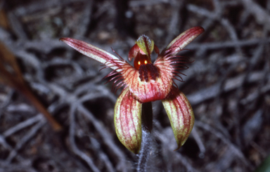 APII jpeg image of Caladenia discoidea  © contact APII