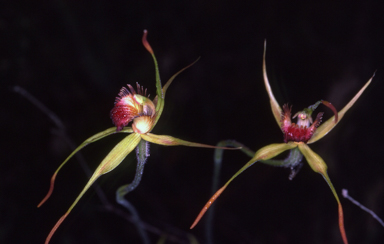 APII jpeg image of Caladenia pectinata  © contact APII