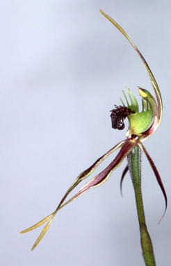 APII jpeg image of Caladenia septuosa  © contact APII