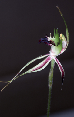 APII jpeg image of Caladenia verrucosa  © contact APII