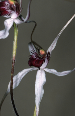 APII jpeg image of Caladenia longicauda  © contact APII