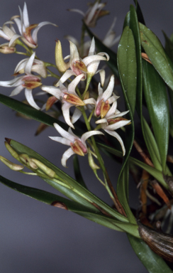 APII jpeg image of Dendrobium carrii  © contact APII