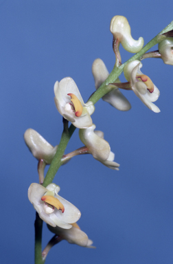 APII jpeg image of Dendrobium schneiderae var. majus  © contact APII