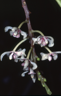 APII jpeg image of Brachypeza archytas  © contact APII