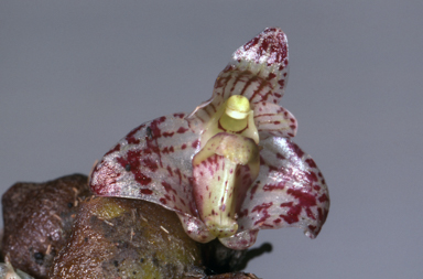 APII jpeg image of Bulbophyllum weinthalii  © contact APII